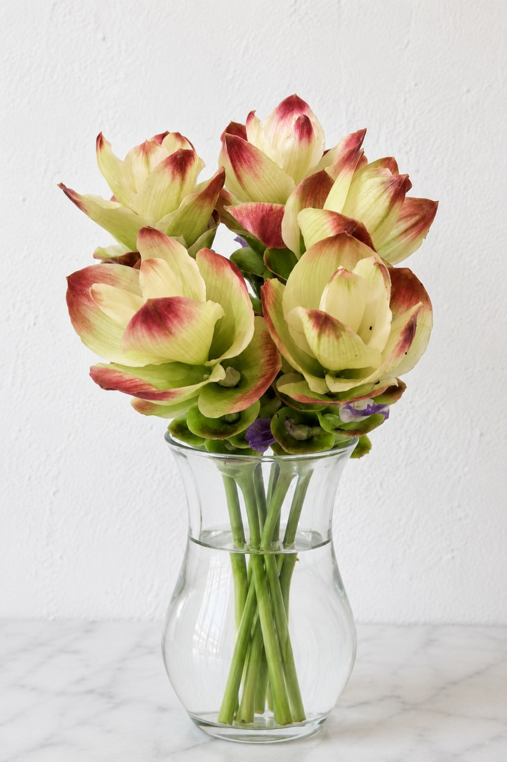 Curcuma Mix
