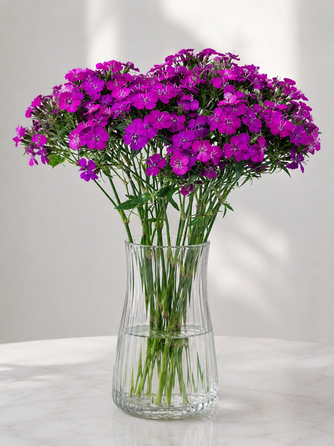 Sweet William Purple