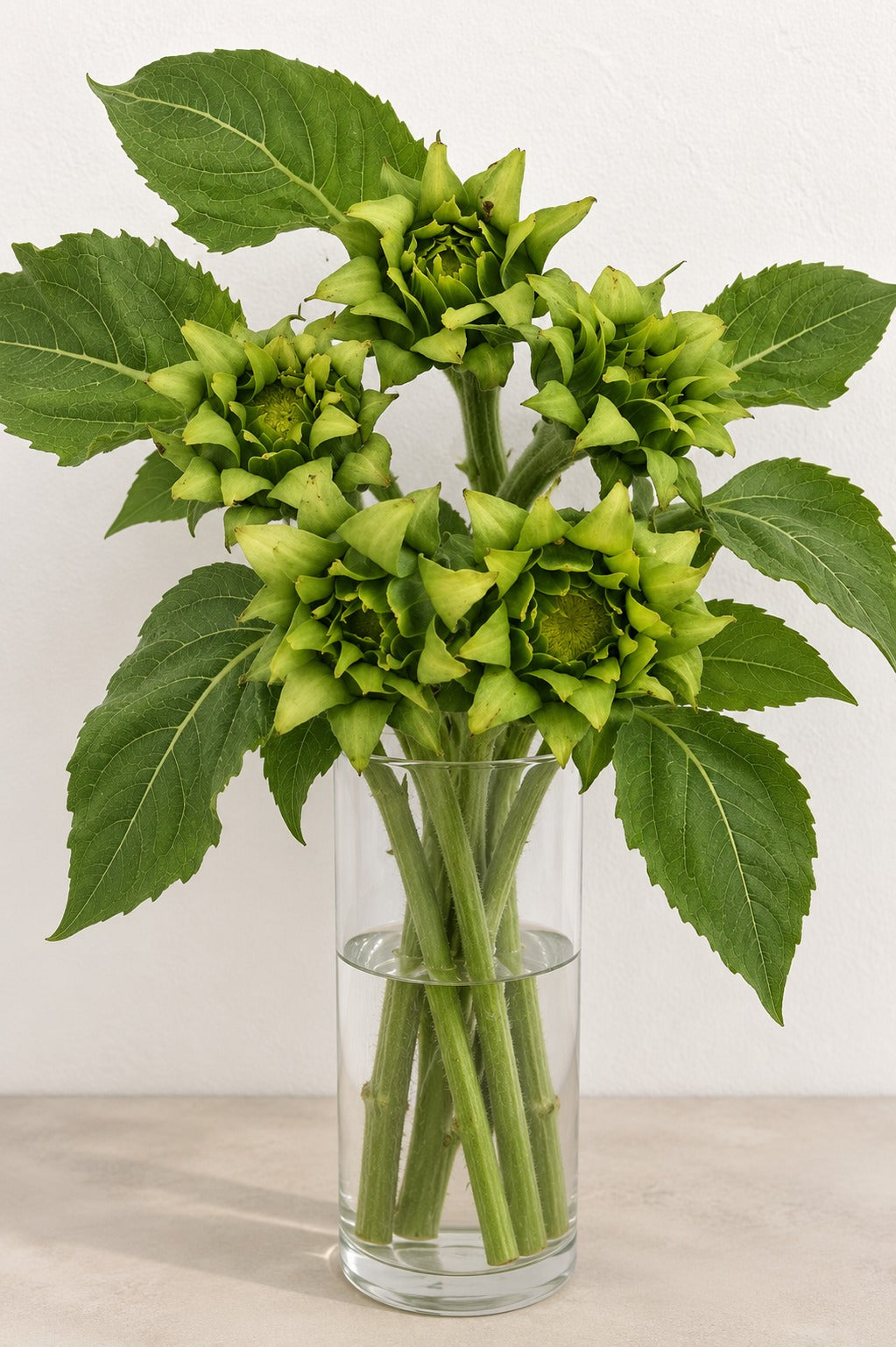 Sunflower Green
