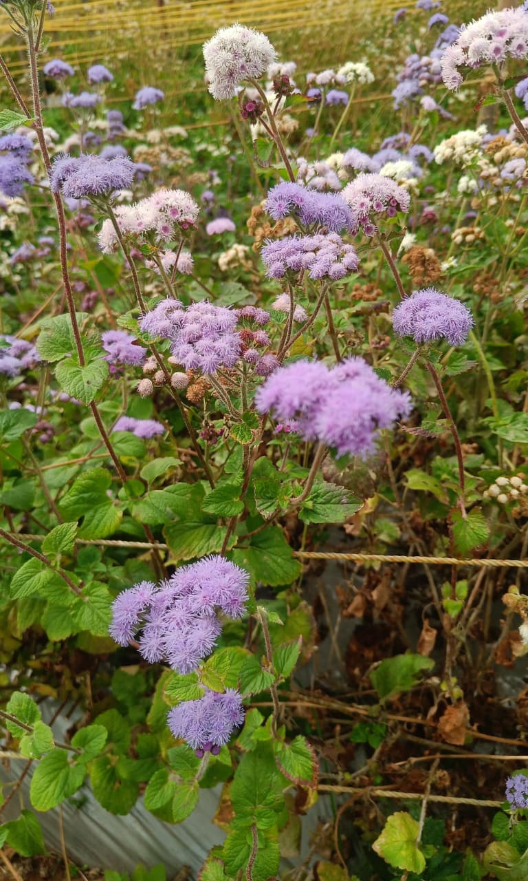 Floss Flower