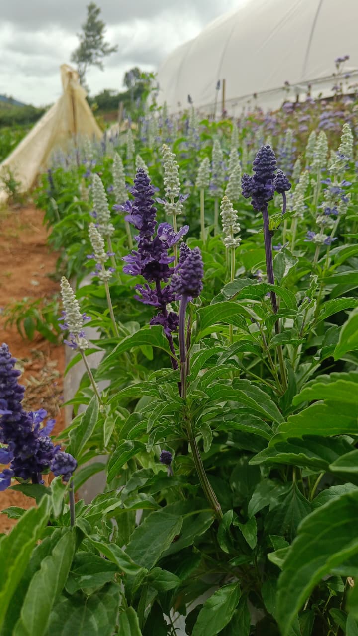 Salvia Flower