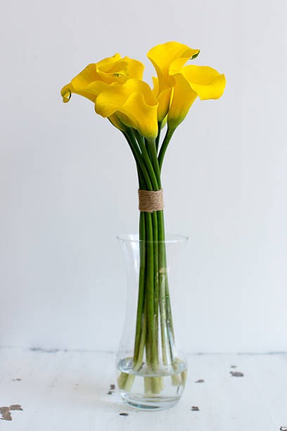 Calla lily Yellow