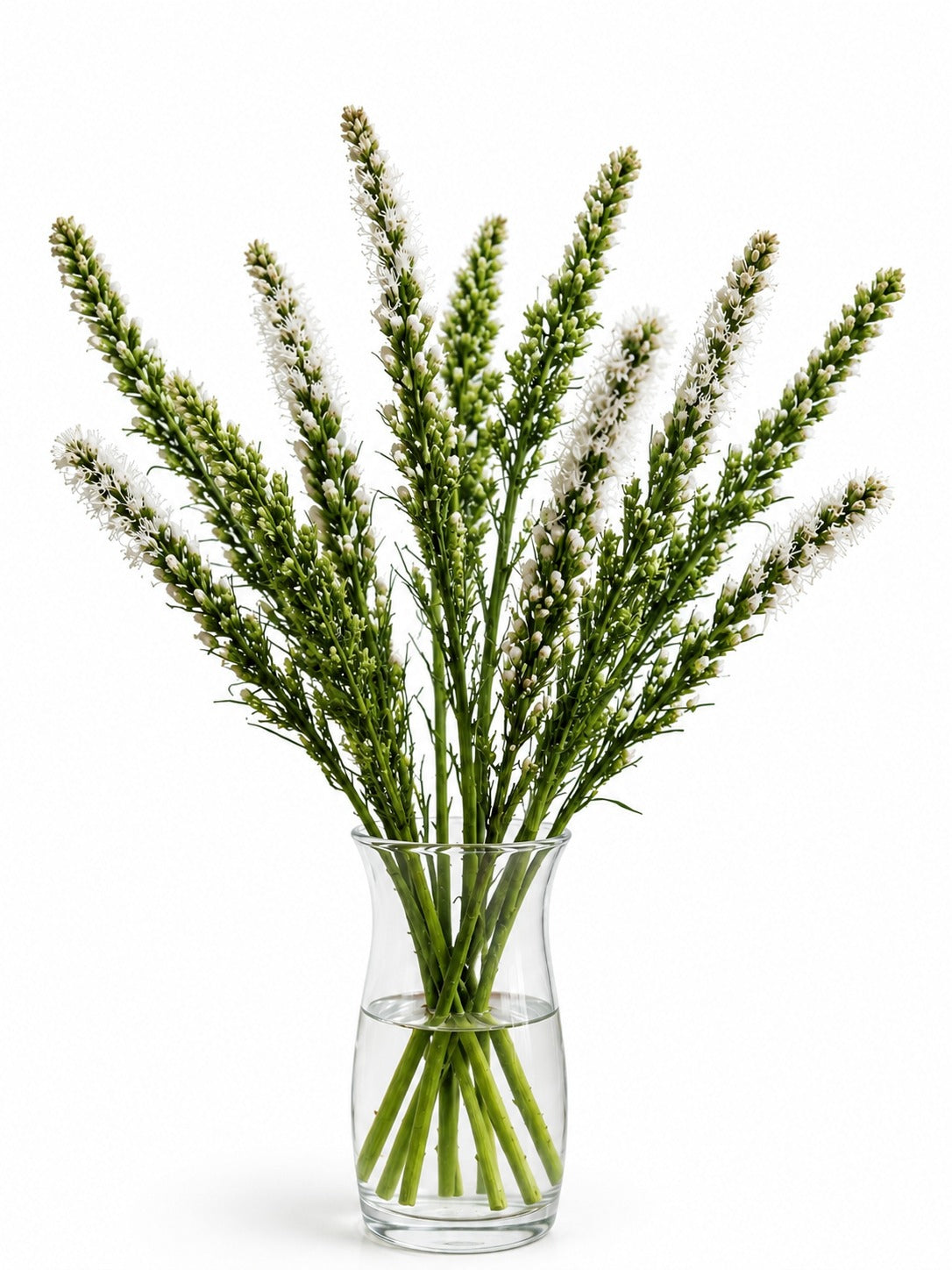 Liatris (White)