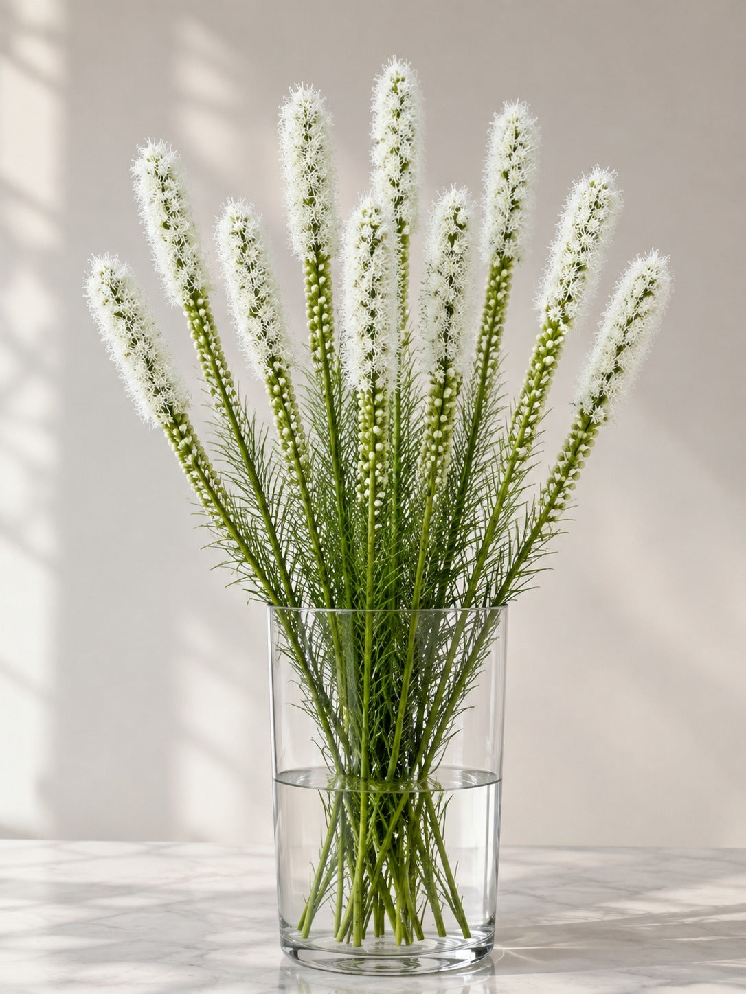 Liatris (White)