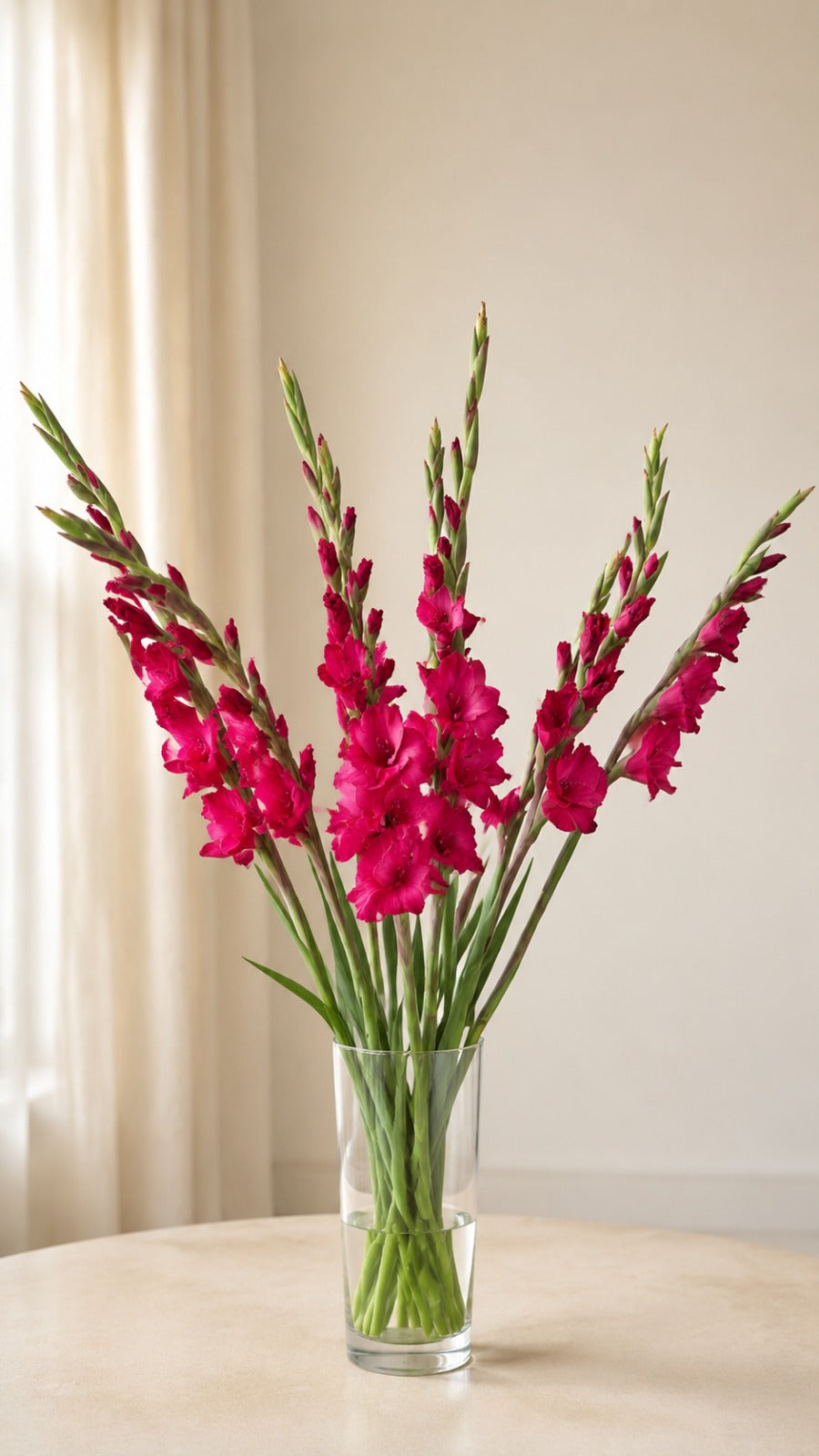 Gladiolus Pink