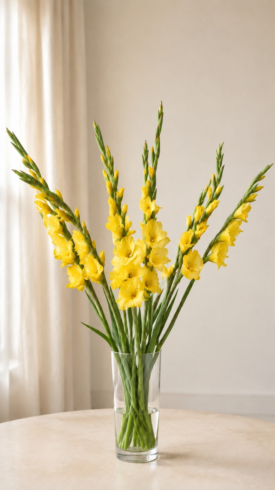 Gladiolus Yellow