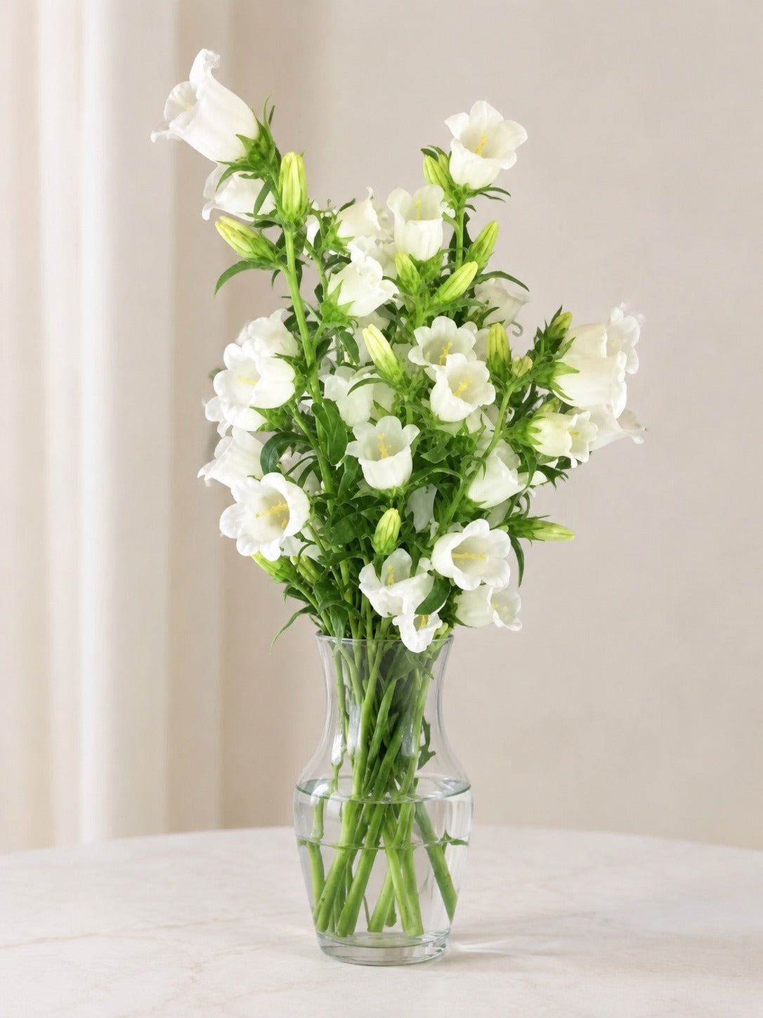 Campanula White