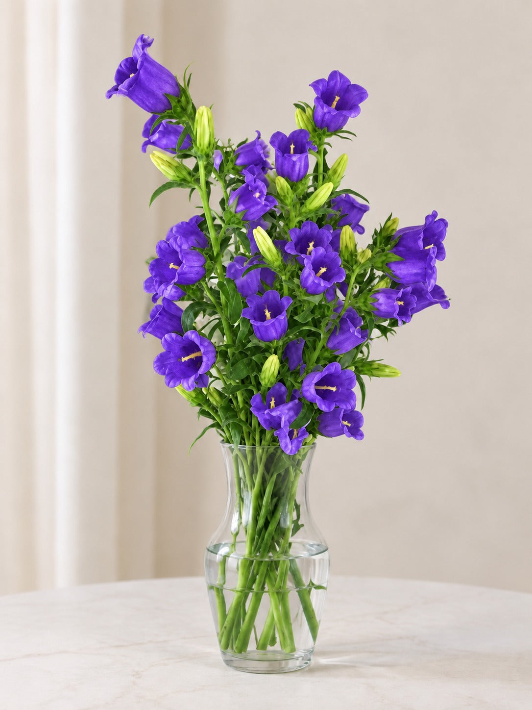 Campanula Blue