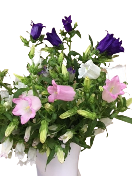 Campanula (White, Pink and Blue)