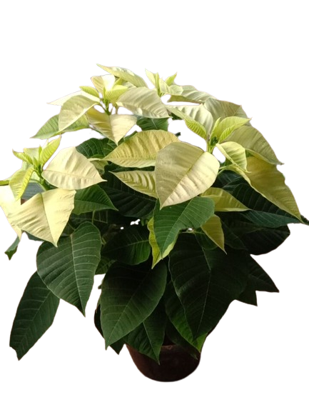 Christmas Poinsettia Plant - Yellow