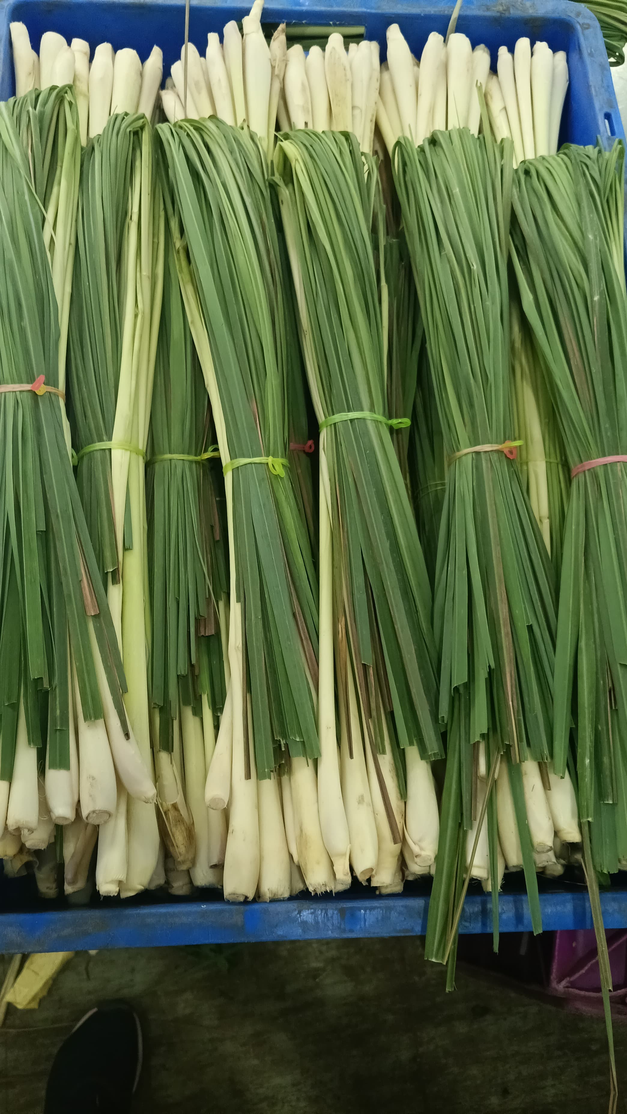 Lemon Grass