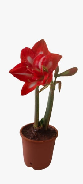 Amaryllis Living Apple Blossom Plant Buy 2 Get 1 Free