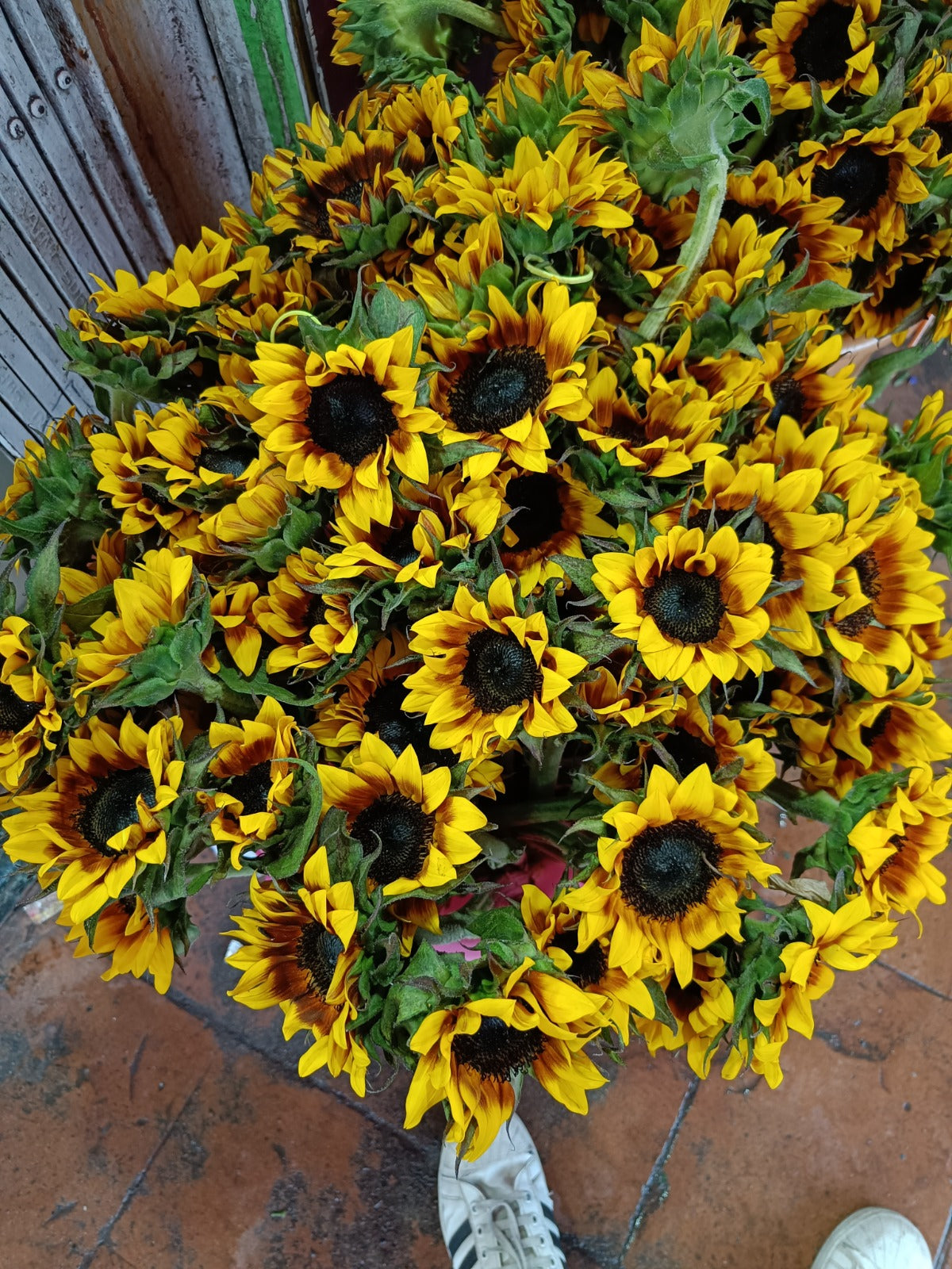Sunflower Bicolours
