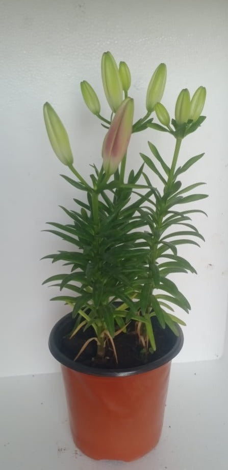 Asiatic Lily Pink Live Plant