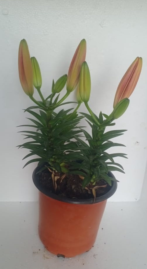 Asiatic Lily Red Live Plant