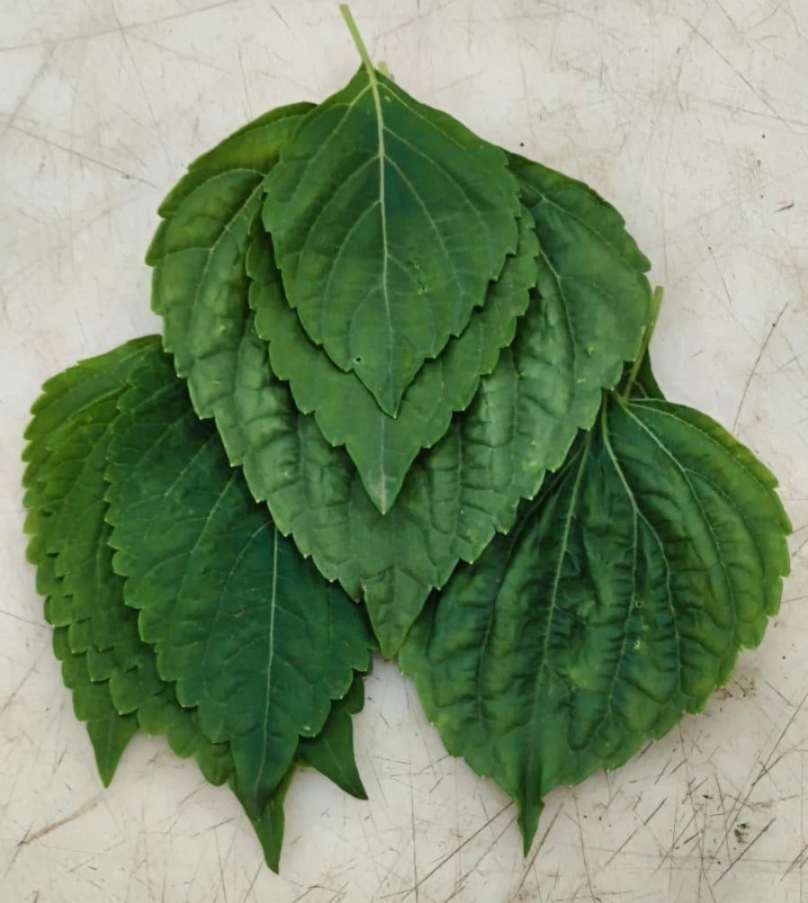 Shiso Leaf