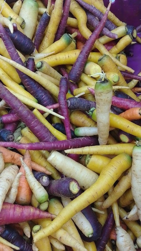 Carrots, Coloured