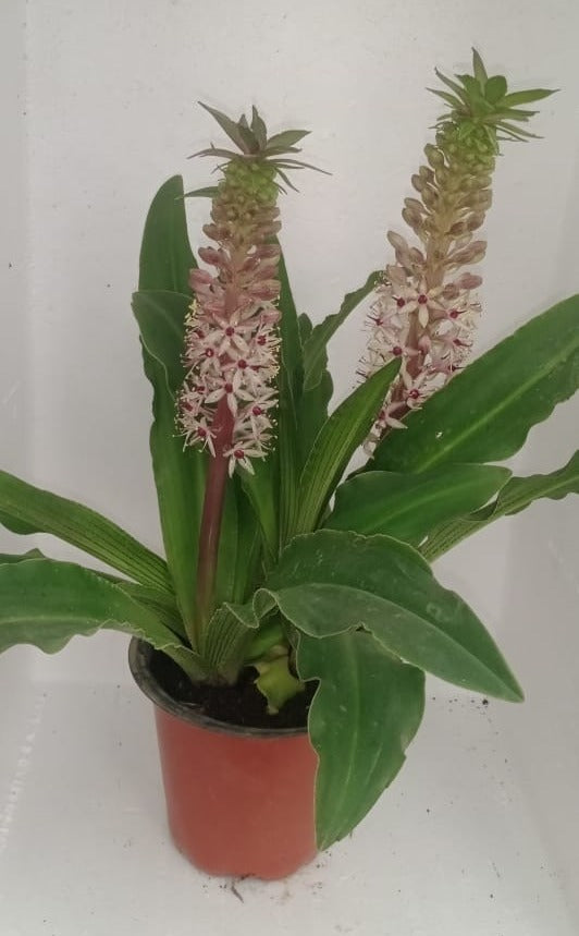 Pineapple Lily Brown Live Plant