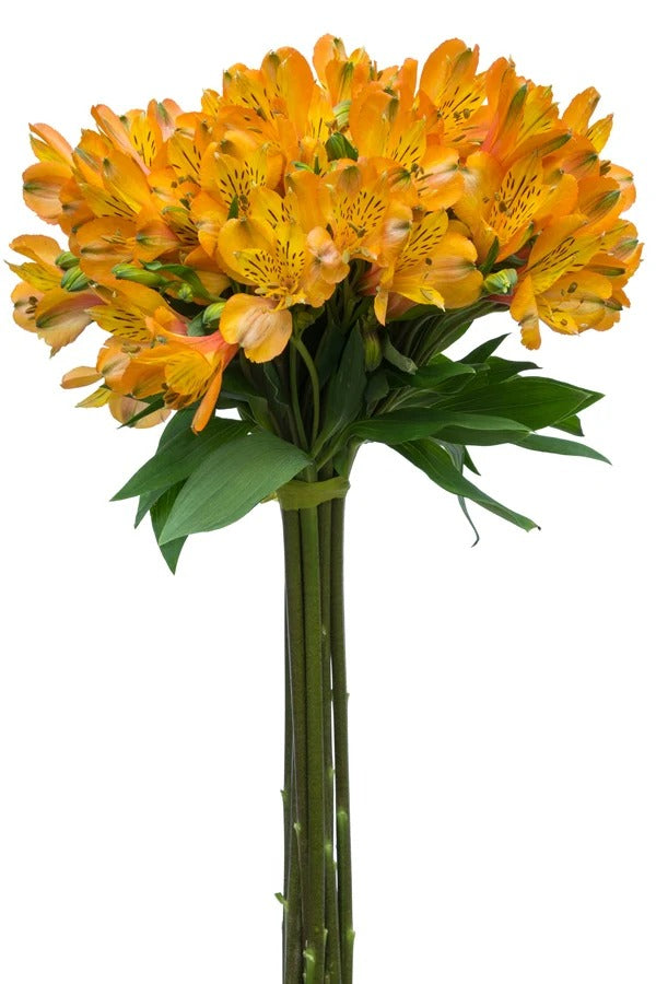Alstroemeria Yellow