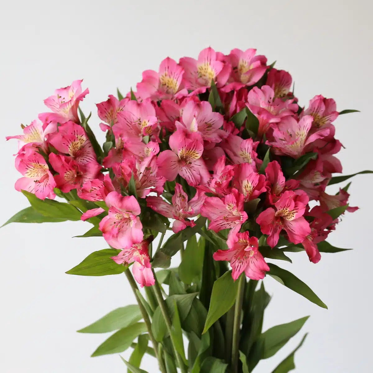 Alstroemeria Pink