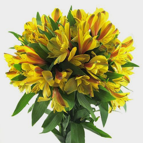 Alstroemeria Yellow