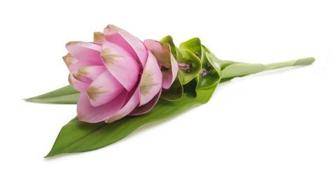 Curcuma Pink