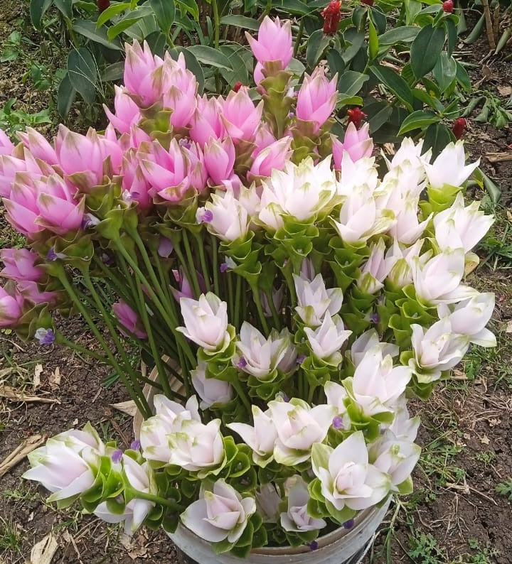 Curcuma Pink