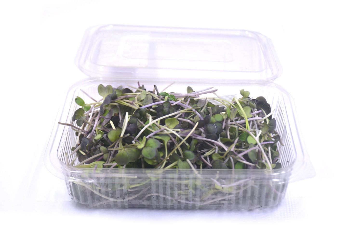 Microgreen Raddish Red