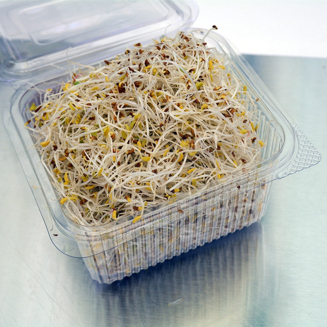 Alfalfa Sprouts