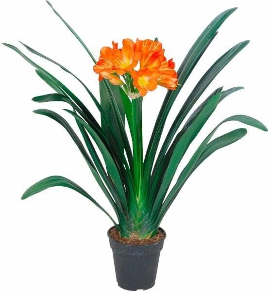 Clivia Potted Plant