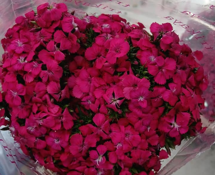Sweet William Pink – Trikaya Online Store