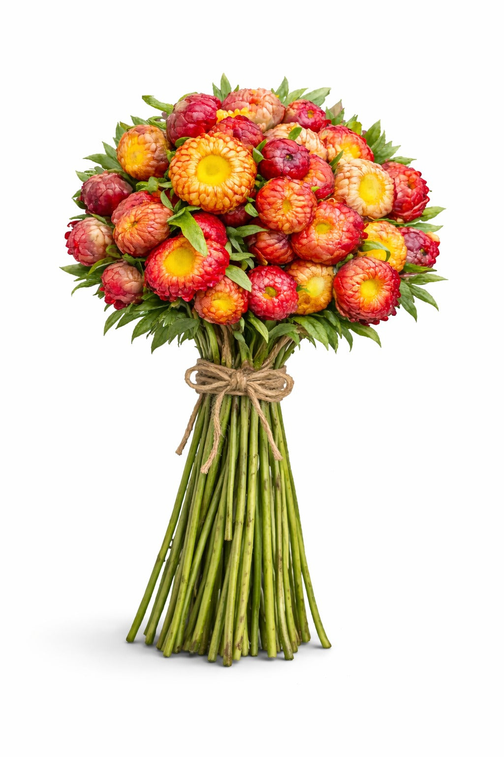Helichrysum Mix