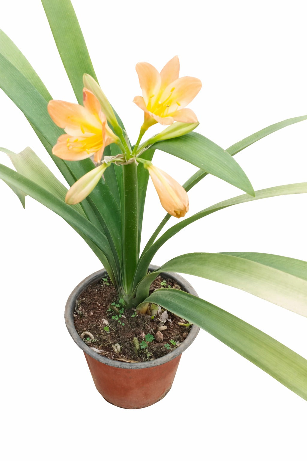 Clivia Potted Plant