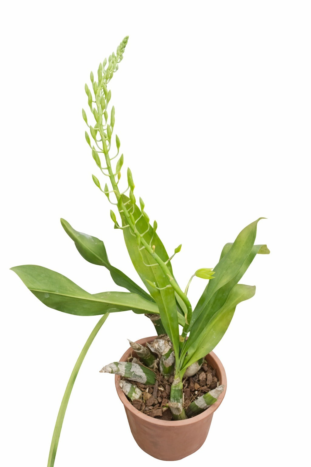 Gramatophyllum Large Live Plant