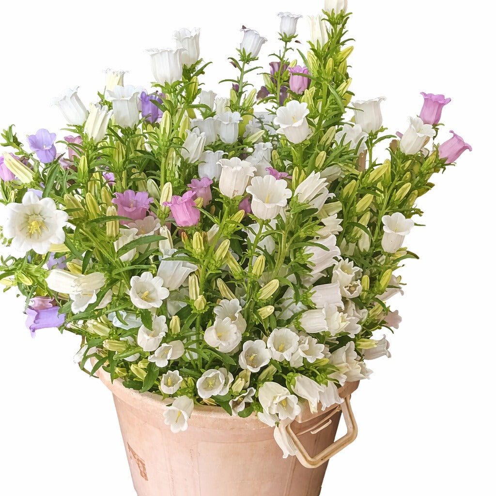 Campanula (White, Pink and Blue)