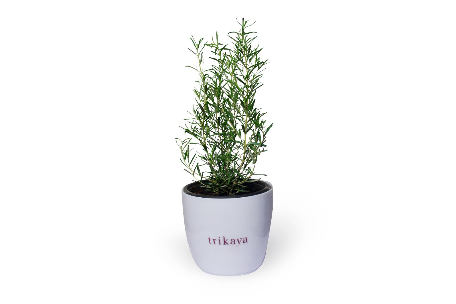 Rosemary Live Plant