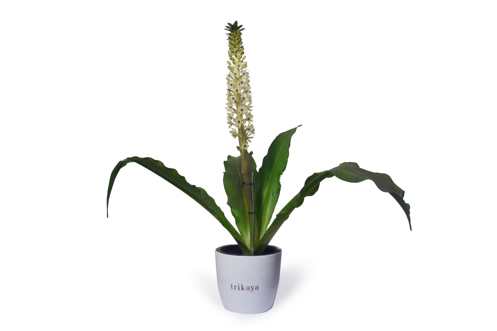 Pineapple Lily Green Live Plant