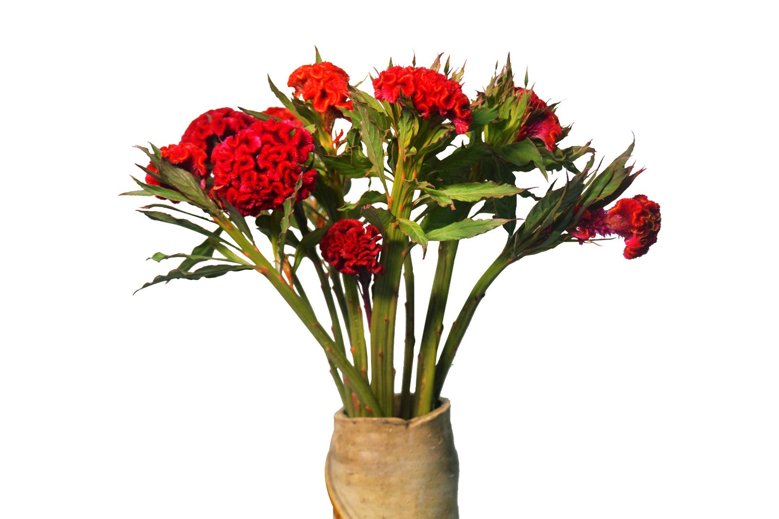 Celosia Red