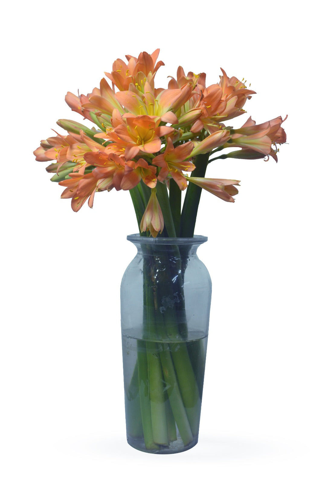 Clivia