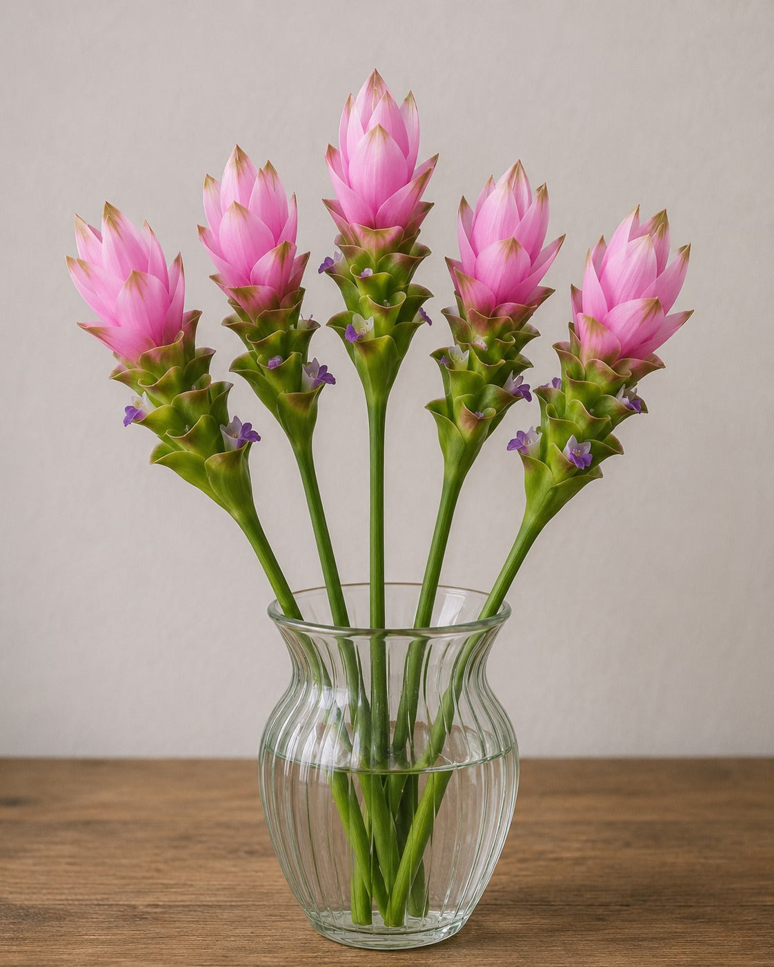 Curcuma Pink