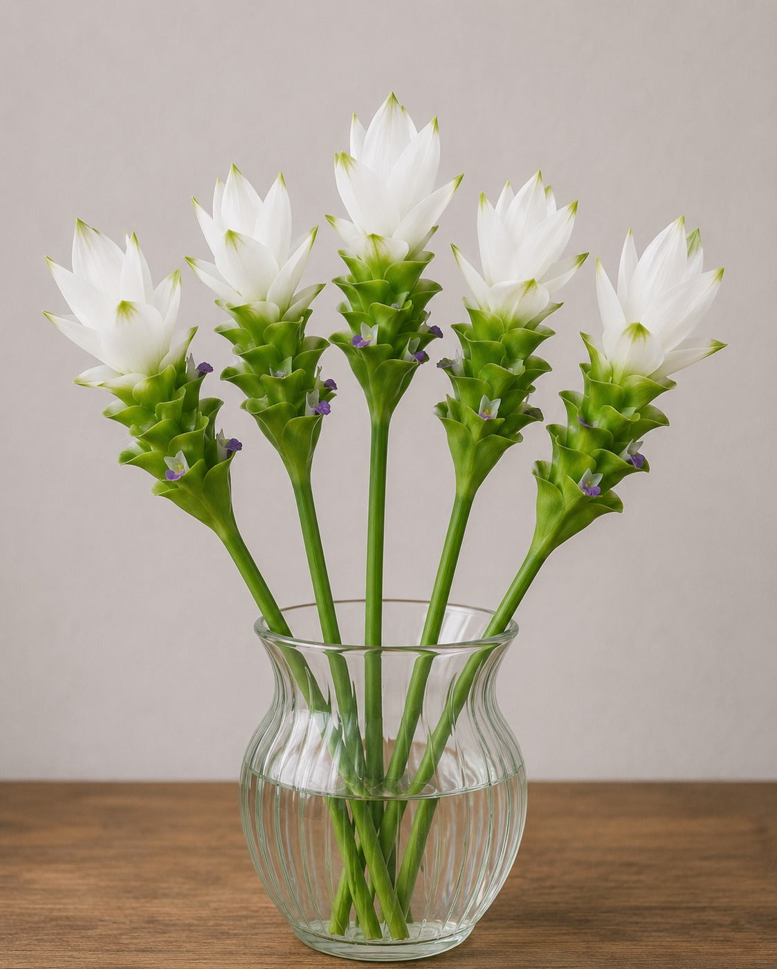 Curcuma White