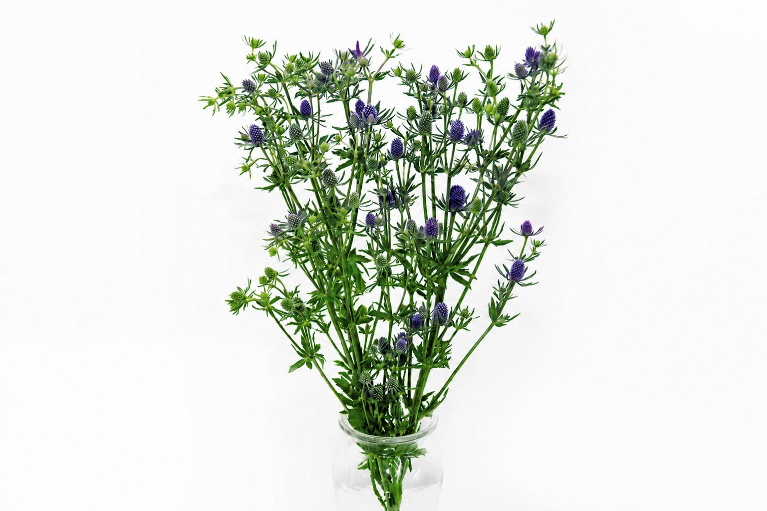 Eryngium
