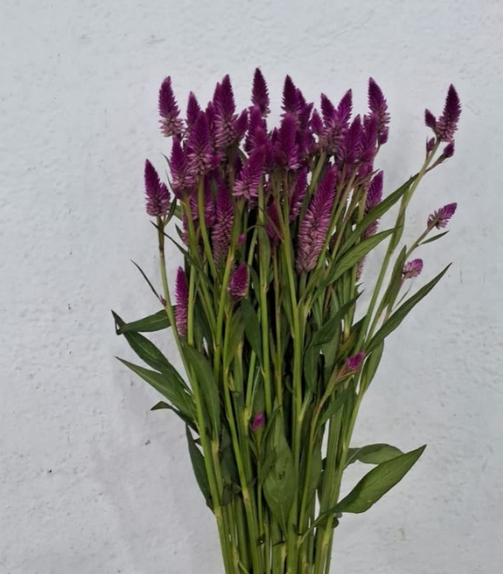 Celosia Roquette Pink