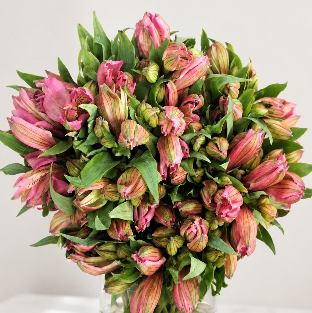 Premium Alstroemeria Pink