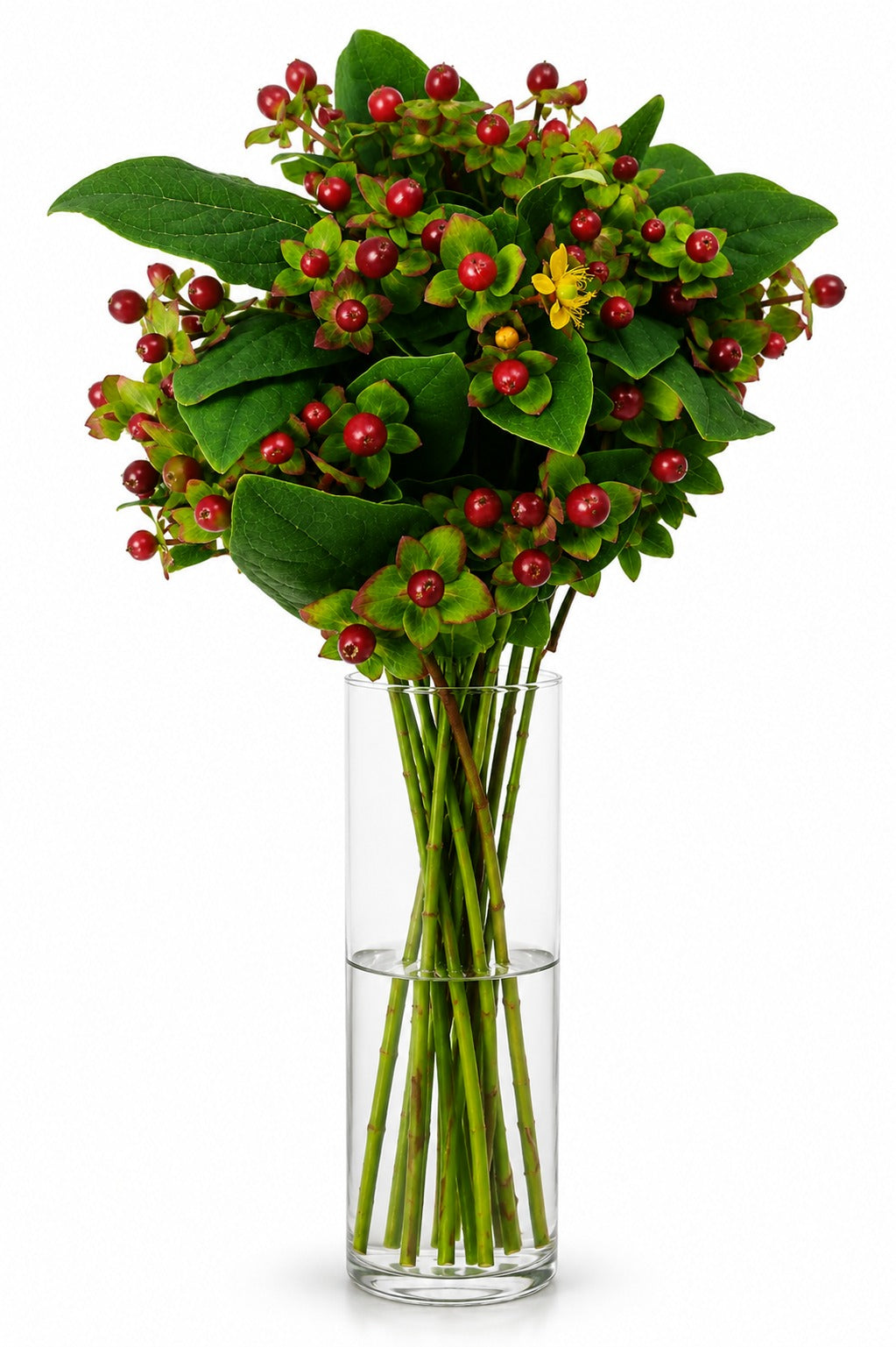 Hypericum Berries Brown