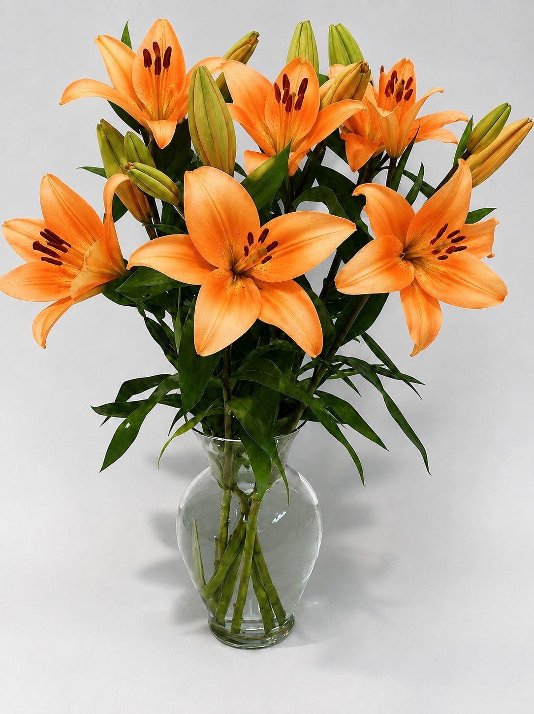 Asiatic Lily Orange