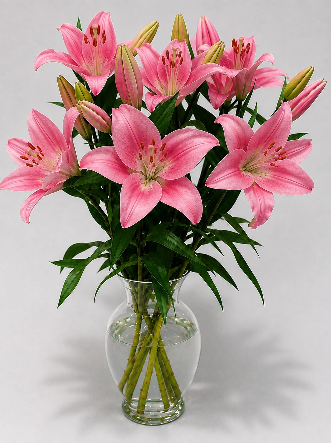 Asiatic Lily Pink