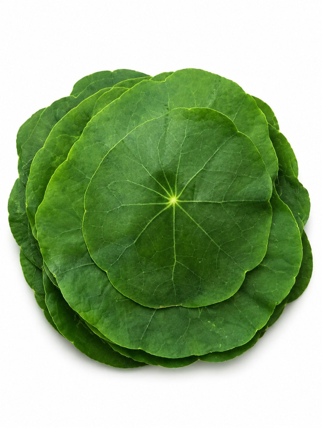 Nasturtium Leaves