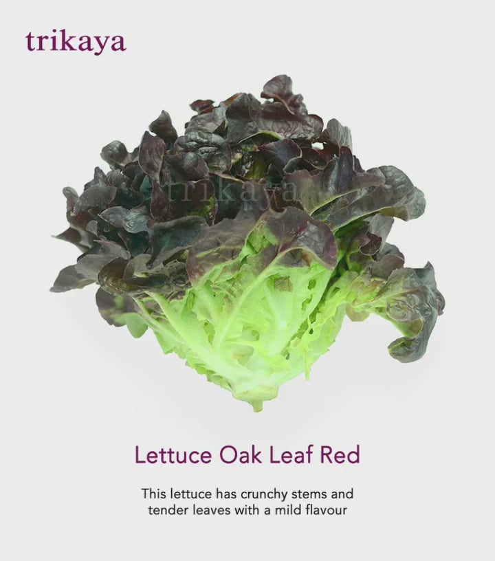 Lettuce Romaine Red