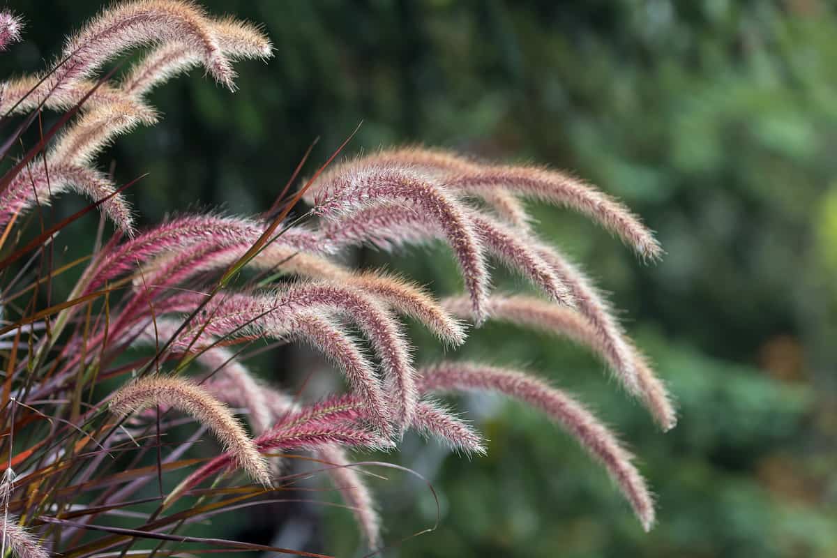 Ornamental Grass